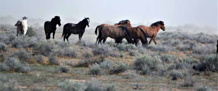 mustangs